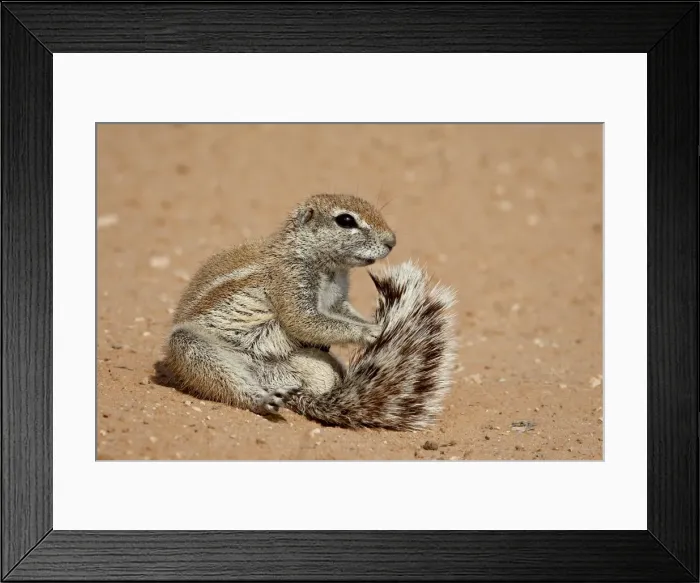 Framed Print : Cape ground squirrel (Xerus inauris) grooming, Kgalagadi Transfrontier Park Framed Print : Cape ground squirrel (Xerus inauris) grooming, Kgalagadi Transfrontier Park