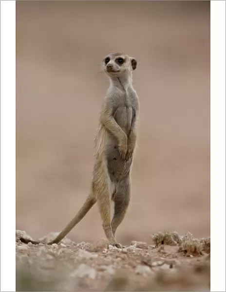 Meerkat (Suricate) (Suricata suricatta), Kgalagadi Transfrontier Park, encompassing the former Kalahari Gemsbok National Park, South