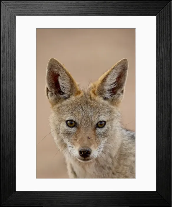 Framed Print : Black-backed jackal (Silver-backed jackal) (Canis mesomelas), Kgalagadi Transfrontier Park Framed Print : Black-backed jackal (Silver-backed jackal) (Canis mesomelas), Kgalagadi Transfrontier Park