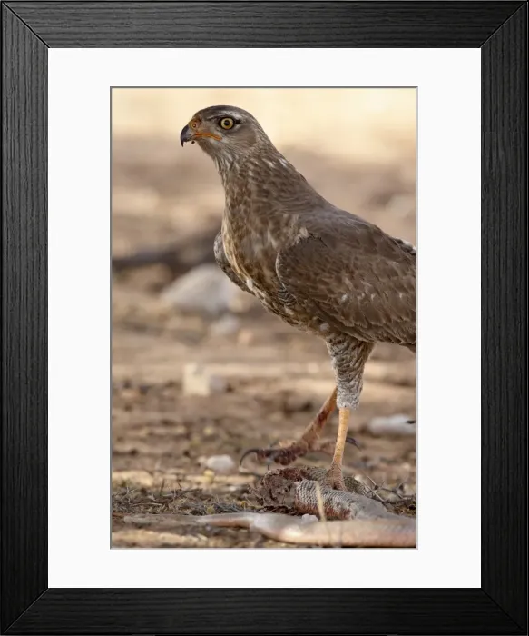 Framed Print : Immature pale chanting goshawk (Melierax canorus) with a snake, Kgalagadi Transfrontier Park Framed Print : Immature pale chanting goshawk (Melierax canorus) with a snake, Kgalagadi Transfrontier Park