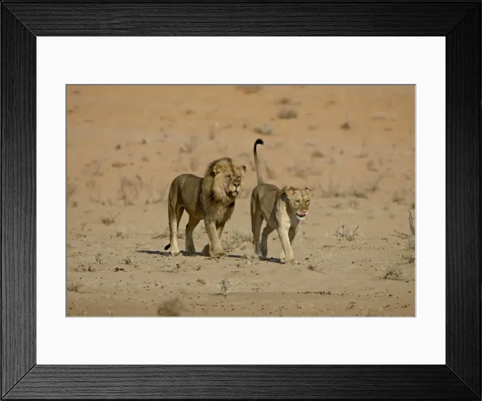 Framed Print : Lion (Panthera leo) pair about to mate, Kgalagadi Transfrontier Park, encompassing the former Kalahari Gemsbok National Park, South Framed Print : Lion (Panthera leo) pair about to mate, Kgalagadi Transfrontier Park, encompassing the former Kalahari Gemsbok National Park, South