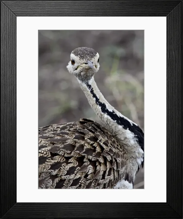 Framed Print : Black-bellied bustard (Black-bellied korhaan) (Eupodotis melanogaster) Framed Print : Black-bellied bustard (Black-bellied korhaan) (Eupodotis melanogaster)