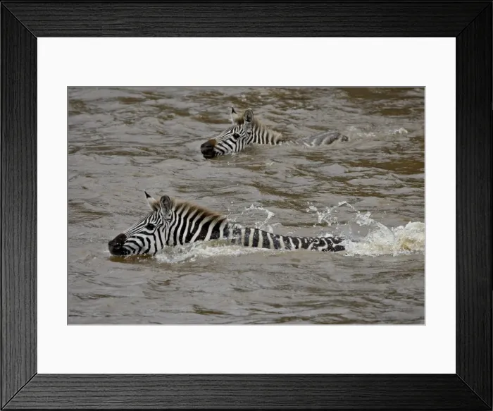 Framed Print : Common zebra (Burchells zebra) (Equus burchelli) crossing the Mara River Framed Print : Common zebra (Burchells zebra) (Equus burchelli) crossing the Mara River