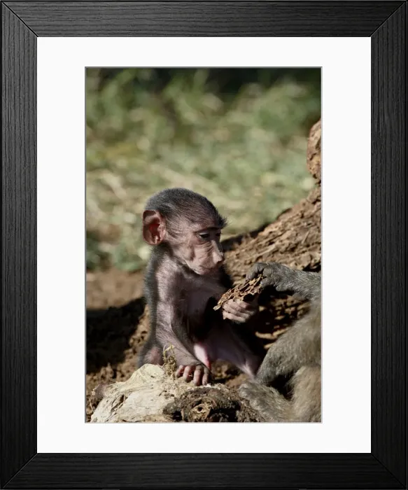 Framed Print : Olive baboon (Papio cynocephalus anubis) infant, Samburu National Reserve Framed Print : Olive baboon (Papio cynocephalus anubis) infant, Samburu National Reserve