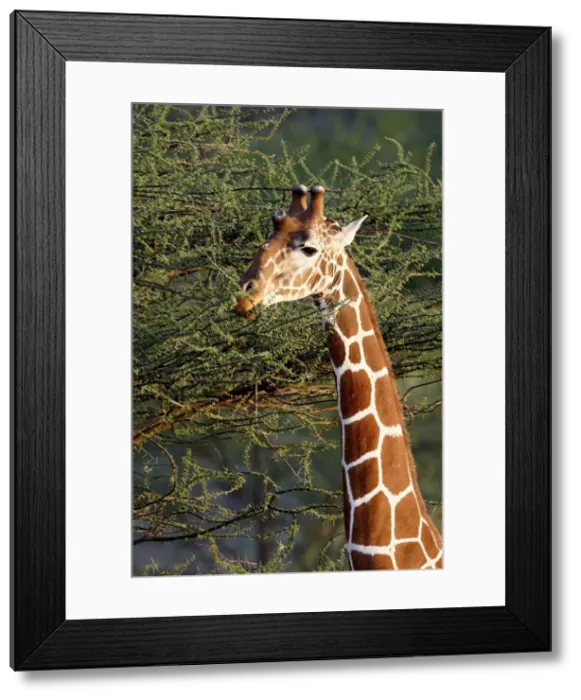 Framed Print : Reticulated giraffe (Giraffa camelopardalis reticulata) feeding, Samburu National Reserve Framed Print : Reticulated giraffe (Giraffa camelopardalis reticulata) feeding, Samburu National Reserve