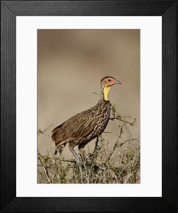 Framed Print : Yellow-necked spurfowl (Yellow-necked francolin) (Francolinus leucoscepus) Framed Print : Yellow-necked spurfowl (Yellow-necked francolin) (Francolinus leucoscepus)