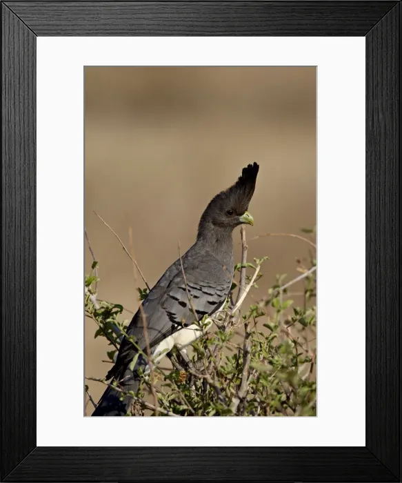 Framed Print : Female white-bellied go-away bird (Corythaixoides leucogaster), Samburu National Reserve Framed Print : Female white-bellied go-away bird (Corythaixoides leucogaster), Samburu National Reserve