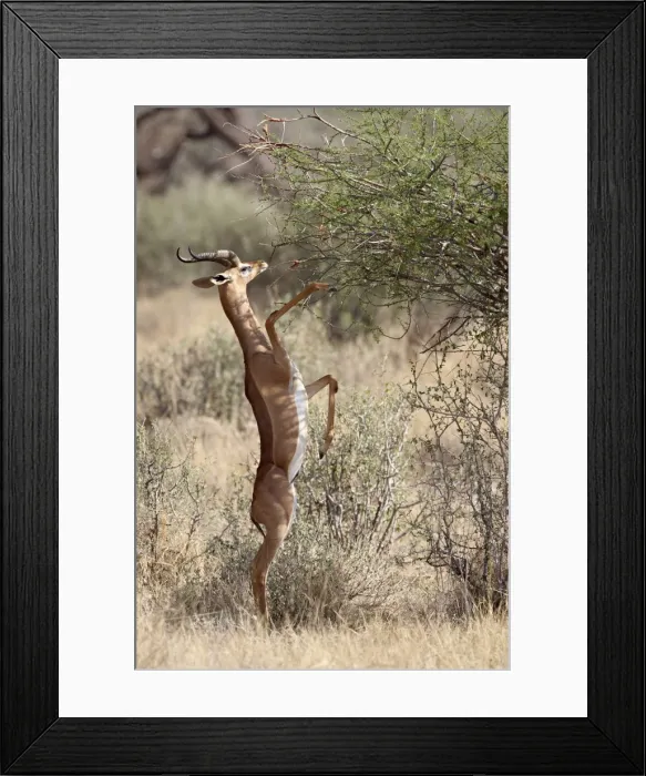 Framed Print : Male gerenuk (Litocranius walleri) feeding, Samburu National Reserve, Kenya Framed Print : Male gerenuk (Litocranius walleri) feeding, Samburu National Reserve, Kenya