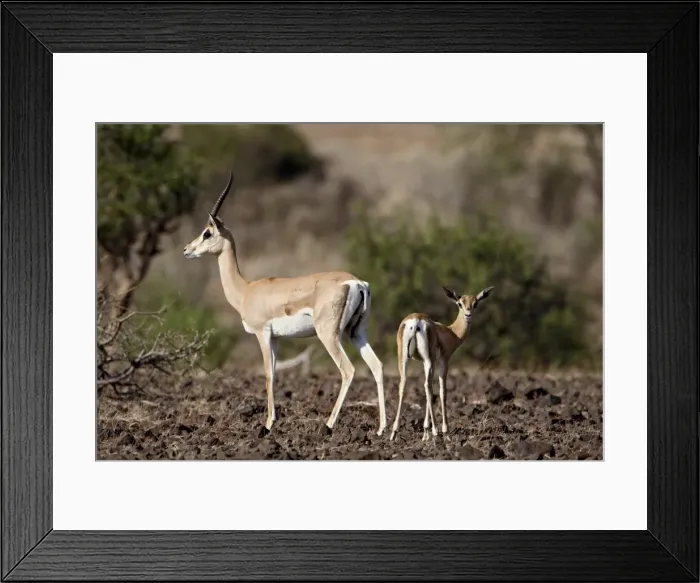 Framed Print : Grants gazelle (Gazella granti) female and calf, Samburu National Reserve Framed Print : Grants gazelle (Gazella granti) female and calf, Samburu National Reserve