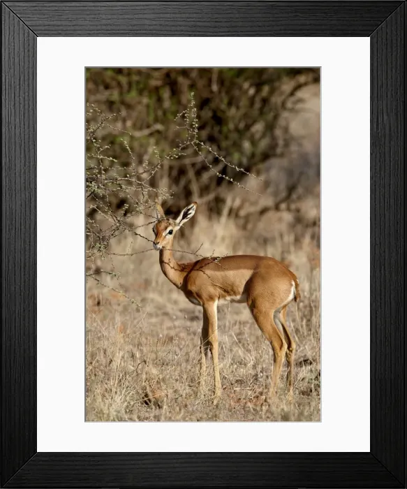 Framed Print : Female gerenuk (Litocranius walleri) feeding, Masai Mara National Reserve Framed Print : Female gerenuk (Litocranius walleri) feeding, Masai Mara National Reserve