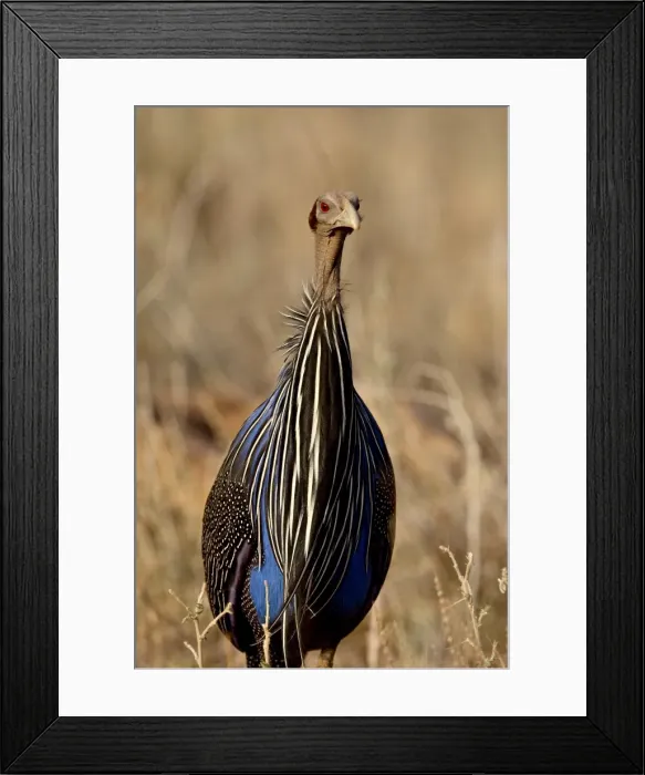 Framed Print : Vulturine guineafowl (Acryllium vulturinum), Samburu National Reserve, Kenya Framed Print : Vulturine guineafowl (Acryllium vulturinum), Samburu National Reserve, Kenya