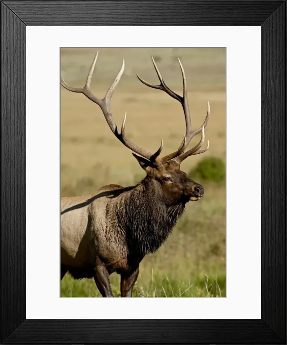 Framed Print : Bull elk (Cervus canadensis), Rocky Mountain National Park, Colorado, United States of America Framed Print : Bull elk (Cervus canadensis), Rocky Mountain National Park, Colorado, United States of America