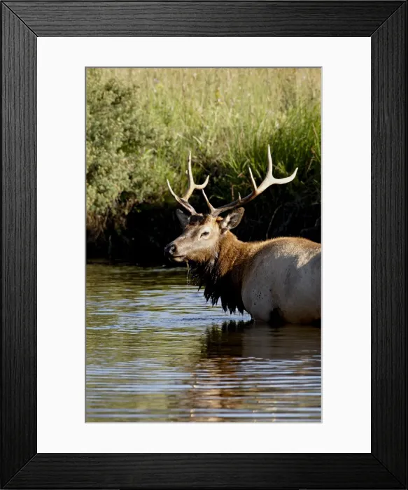 Framed Print : Bull elk (Cervus canadensis) standing in a stream, Rocky Mountain National Park Framed Print : Bull elk (Cervus canadensis) standing in a stream, Rocky Mountain National Park