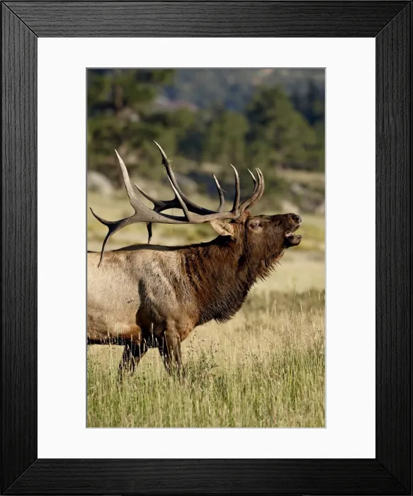 Framed Print : Bull elk (Cervus canadensis) bugling, Rocky Mountain National Park, Colorado Framed Print : Bull elk (Cervus canadensis) bugling, Rocky Mountain National Park, Colorado