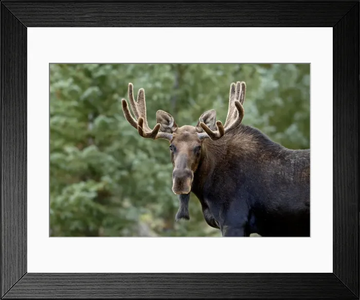 Framed Print : Bull moose (Alces alces), Roosevelt National Forest, Colorado, United States of America Framed Print : Bull moose (Alces alces), Roosevelt National Forest, Colorado, United States of America