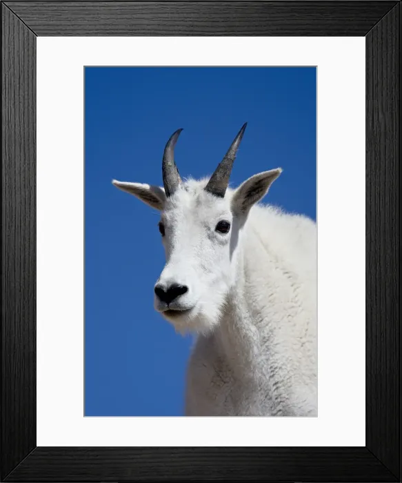 Framed Print : Mountain goat (Oreamnos americanus), Mount Evans, Colorado, United States of America Framed Print : Mountain goat (Oreamnos americanus), Mount Evans, Colorado, United States of America