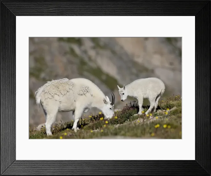 Framed Print : Mountain goat (Oreamnos americanus) nanny and billy, Mount Evans, Colorado Framed Print : Mountain goat (Oreamnos americanus) nanny and billy, Mount Evans, Colorado