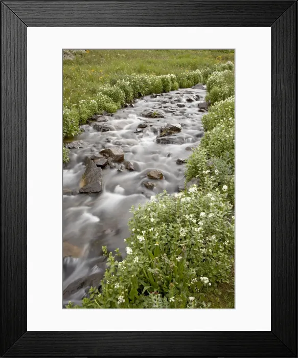 Framed Print : Stream lined with heartleaved bittercress (Cardamine cordifolia), San Juan National Forest Framed Print : Stream lined with heartleaved bittercress (Cardamine cordifolia), San Juan National Forest