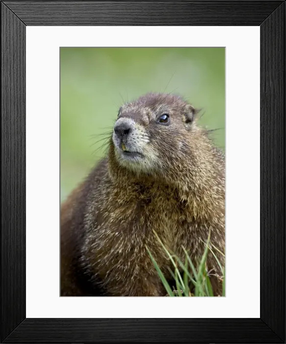 Framed Print : Yellowbelly marmot (Marmota flaviventris), Clear Lake, San Juan National Forest Framed Print : Yellowbelly marmot (Marmota flaviventris), Clear Lake, San Juan National Forest