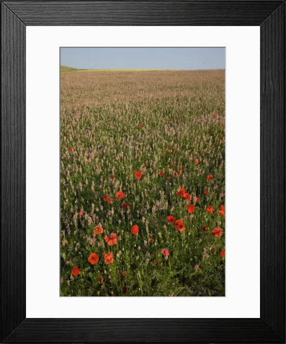 Framed Print : Flowers, Highland of Castelluccio di Norcia, Norcia, Umbria, Italy, Europe Framed Print : Flowers, Highland of Castelluccio di Norcia, Norcia, Umbria, Italy, Europe