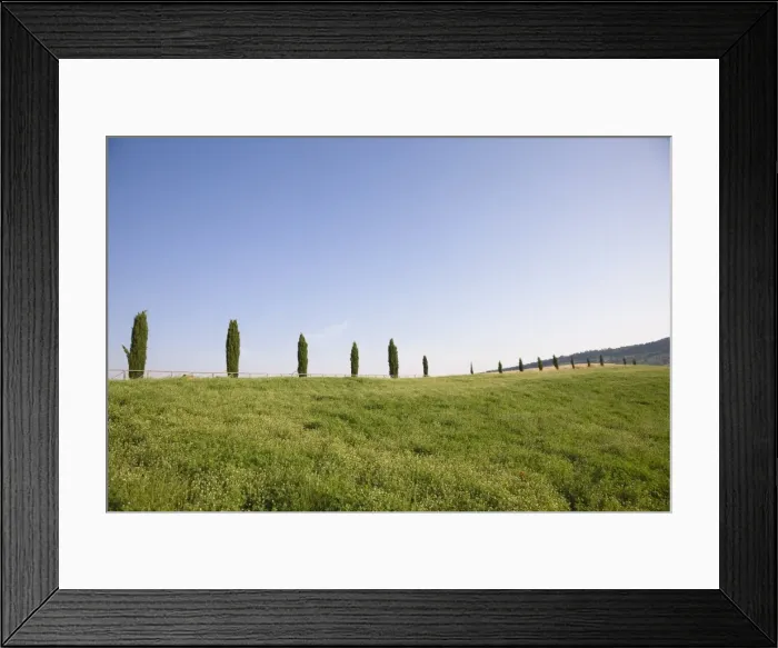 Framed Print : Cypresses near Pienza. Val d Orcia, Tuscany, Italy, Europe Framed Print : Cypresses near Pienza. Val d Orcia, Tuscany, Italy, Europe