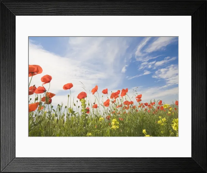 Framed Print : Poppies, Highland of Castelluccio di Norcia, Norcia, Umbria, Italy, Europe Framed Print : Poppies, Highland of Castelluccio di Norcia, Norcia, Umbria, Italy, Europe