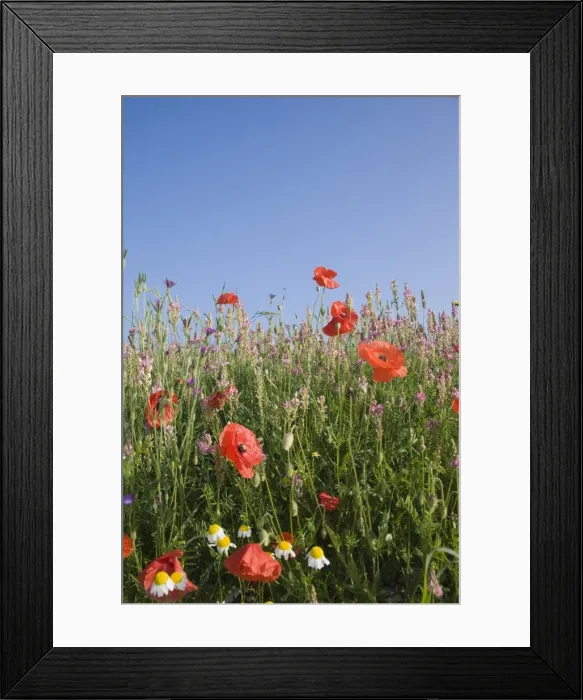 Framed Print : Wild flowers, Highland of Castelluccio di Norcia, Norcia, Umbria, Italy, Europe Framed Print : Wild flowers, Highland of Castelluccio di Norcia, Norcia, Umbria, Italy, Europe