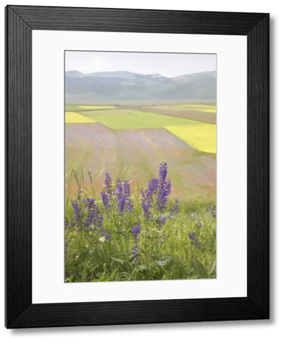 Framed Print : Highland of Castelluccio di Norcia, Norcia, Umbria, Italy, Europe Framed Print : Highland of Castelluccio di Norcia, Norcia, Umbria, Italy, Europe
