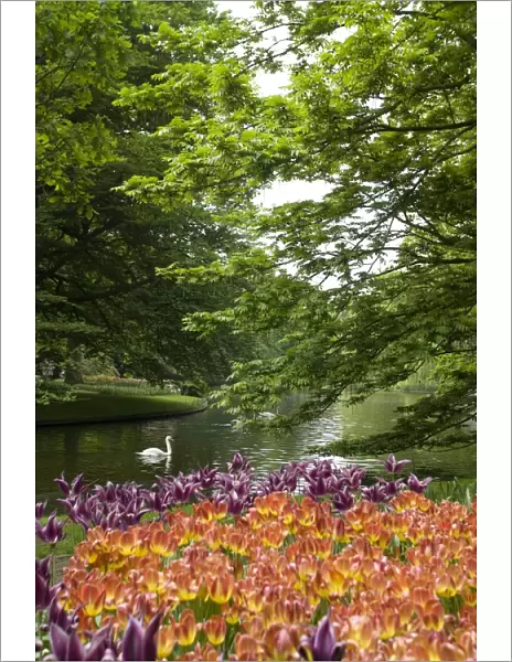 Keukenhof gardens, Holland, Europe