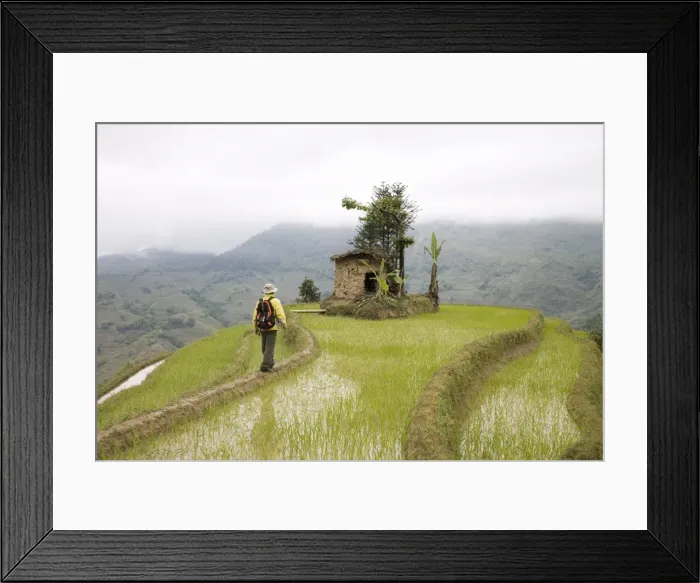 Framed Print : Trekker in terraced rice fields, Yuanyang, Yunnan Province, China, Asia Framed Print : Trekker in terraced rice fields, Yuanyang, Yunnan Province, China, Asia