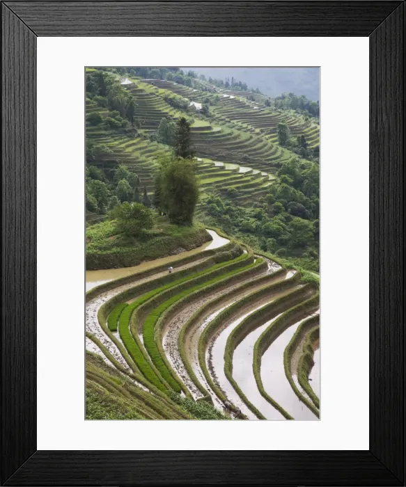 Framed Print : Terraced rice fields, Yuanyang. Yunnan Province, China, Asia Framed Print : Terraced rice fields, Yuanyang. Yunnan Province, China, Asia