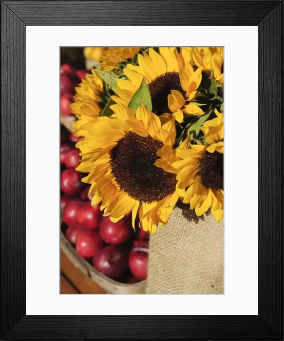 Framed Print : Sunflowers and apples, The Hamptons, Long Island, New York State, United States of America Framed Print : Sunflowers and apples, The Hamptons, Long Island, New York State, United States of America