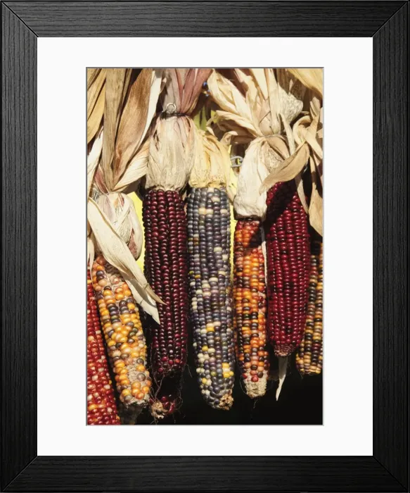 Framed Print : Indian ornamental corn, The Hamptons, Long Island, New York State, United States of America Framed Print : Indian ornamental corn, The Hamptons, Long Island, New York State, United States of America