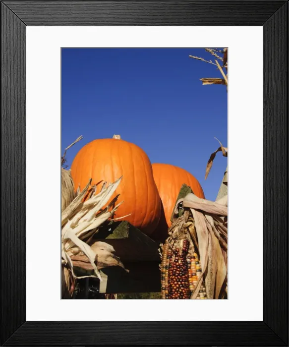Framed Print : Pumpkins, The Hamptons, Long Island, New York State, United States of America Framed Print : Pumpkins, The Hamptons, Long Island, New York State, United States of America