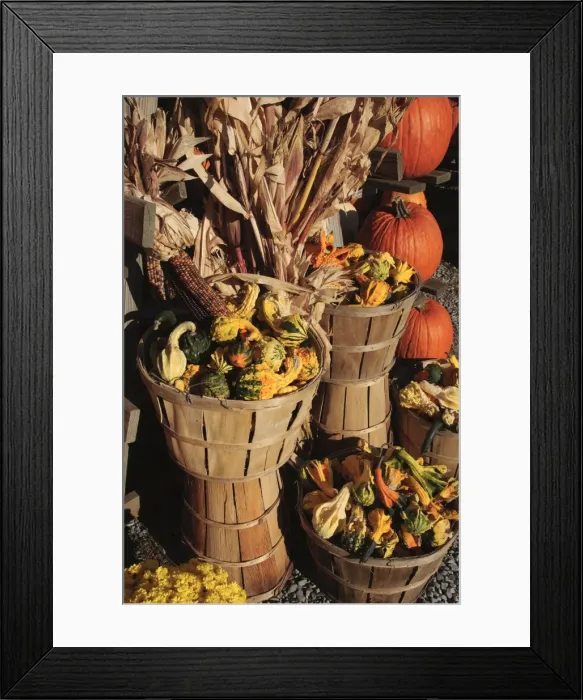 Framed Print : Indian ornamental corn and gourds, The Hamptons, Long Island, New York State Framed Print : Indian ornamental corn and gourds, The Hamptons, Long Island, New York State