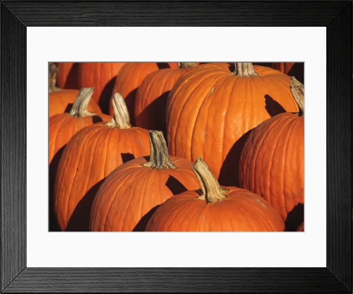 Framed Print : Pumpkins, The Hamptons, Long Island, New York State, United States of America Framed Print : Pumpkins, The Hamptons, Long Island, New York State, United States of America