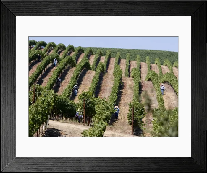 Framed Print : Vineyards in Napa Valley, California, United States of America, North America Framed Print : Vineyards in Napa Valley, California, United States of America, North America