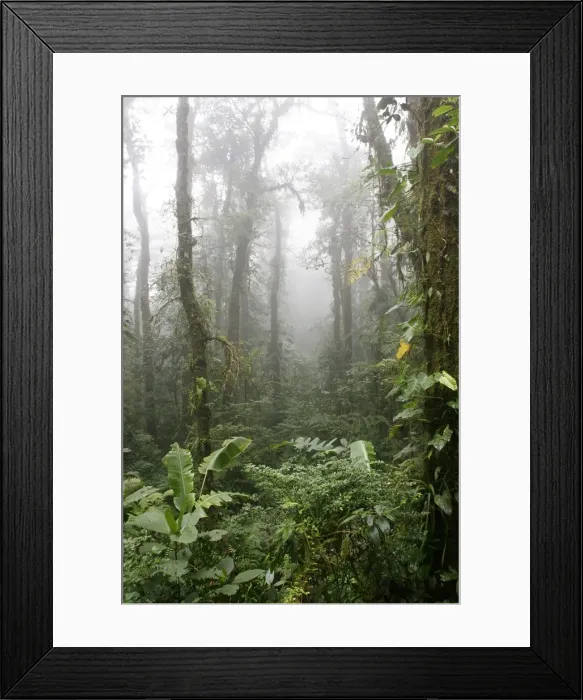 Framed Print : Rainforest, Santa Elena Cloud Forest Reserve, Costa Rica, Central America Framed Print : Rainforest, Santa Elena Cloud Forest Reserve, Costa Rica, Central America