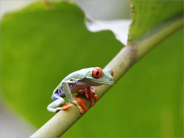 Red eyed tree frog (Agalychnis callidryas), Costa Rica, Central America
