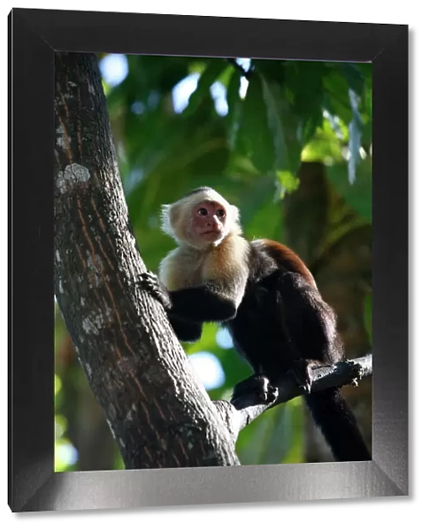 White faced Capuchin monkey, Montezuma, Nicoya Peninsula, Costa Rica, Central America