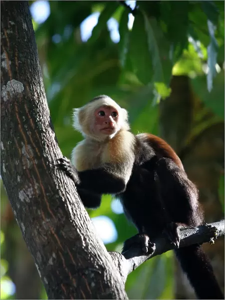 White faced Capuchin monkey, Montezuma, Nicoya Peninsula, Costa Rica, Central America