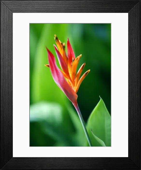 Framed Print : Close up of heliconia flower, Costa Rica, Central America Framed Print : Close up of heliconia flower, Costa Rica, Central America