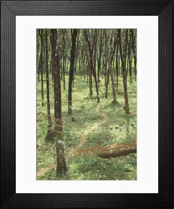 Framed Print : Rubber trees, Karnataka state, India, Asia Framed Print : Rubber trees, Karnataka state, India, Asia