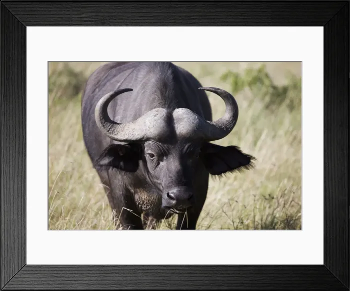 Framed Print : African buffalo (Syncerus caffer), Masai Mara National Reserve, Kenya, East Africa Framed Print : African buffalo (Syncerus caffer), Masai Mara National Reserve, Kenya, East Africa