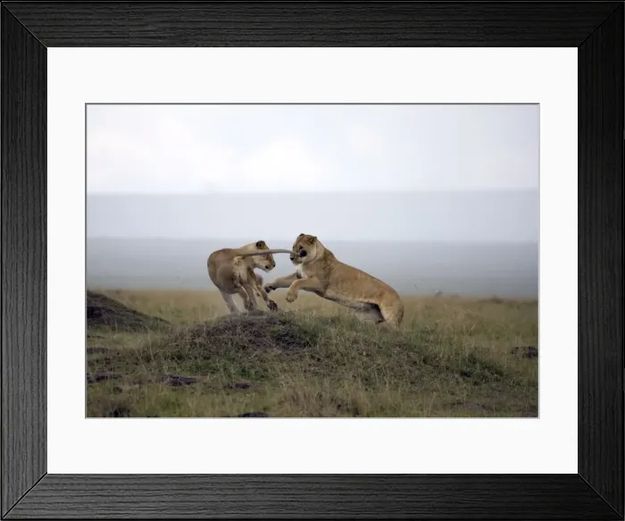 Framed Print : Female lion (Panthera leo), Masai Mara National Reserve, Kenya, East Africa, Africa Framed Print : Female lion (Panthera leo), Masai Mara National Reserve, Kenya, East Africa, Africa