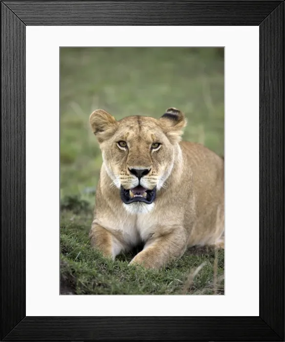Framed Print : Female lion (Panthera leo), Masai Mara National Reserve, Kenya, East Africa, Africa Framed Print : Female lion (Panthera leo), Masai Mara National Reserve, Kenya, East Africa, Africa