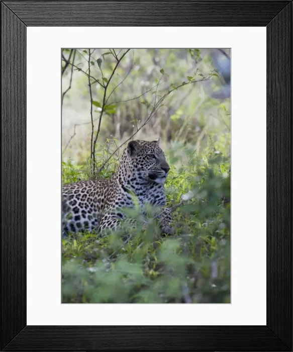 Framed Print : African leopard (Panthera pardus), Masai Mara National Reserve, Kenya, East Africa Framed Print : African leopard (Panthera pardus), Masai Mara National Reserve, Kenya, East Africa