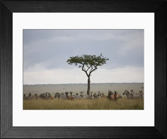 Framed Print : Burchells zebras (Equus burchelli) and topi (Damaliscus korrigum) Framed Print : Burchells zebras (Equus burchelli) and topi (Damaliscus korrigum)
