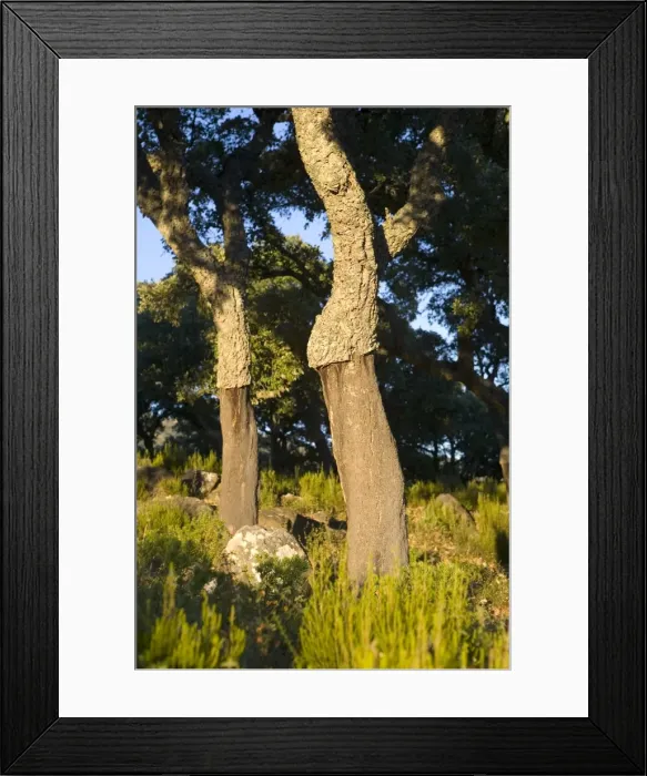 Framed Print : Cork oaks near Jimena de la Frontera, Malaga province, Andalucia, Spain, Europe Framed Print : Cork oaks near Jimena de la Frontera, Malaga province, Andalucia, Spain, Europe