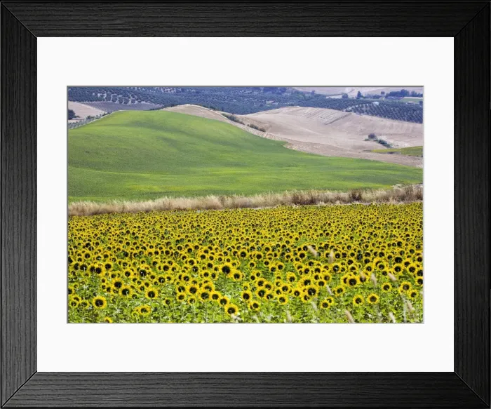 Framed Print : Countryside near Ronda La Vieja, Ronda, Malaga province, Andalucia, Spain, Europe Framed Print : Countryside near Ronda La Vieja, Ronda, Malaga province, Andalucia, Spain, Europe